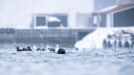 grey seal in the harbor - 773418053
