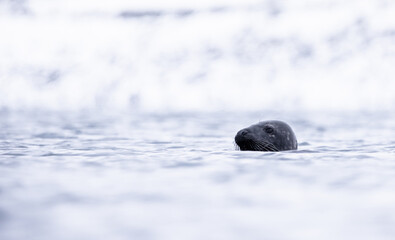 grey seal  in the ocean - 773418075