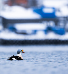 king eider in the harbor