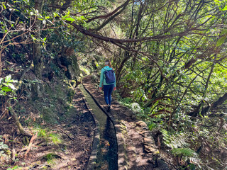 Fototapeta premium Hiker woman on idyllic Levada walk in evergreen subtropical Laurissilva forest Fanal, Madeira island, Portugal, Europe. Water irrigation channel and trail along evergreen laurel trees. Fern vegetation