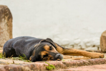 A black and brown street dog sleeps on the stone floor of a park, in the colonial town of Villa de Leyva in central Colombia.