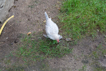 close-up of a white Booted Bantam (Gallus gallus domesticus) chicken