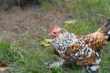 close-up of a brown and white mottled Booted Bantam chicken (Gallus gallus domesticus)