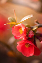 Pomarańczowe kwiaty, krzew wiosenny, pigwowiec (Quince) 