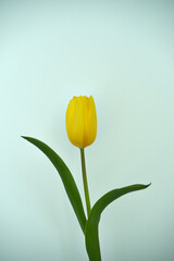 żółty tulipan 