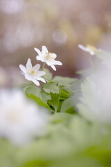 Kwiaty wiosenne, biały zawilec gajowego (Anemone nemorosa)