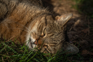Naklejka na ściany i meble Tabby old male cat with big head in green spring grass