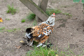 close-up of a brown and white mottled Booted Bantam chicken (Gallus gallus domesticus)