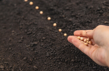 Sow seeds in the garden for rose gardens. selective focus.