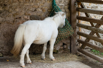 a white French riding pony eats hay from a hanging string basket
