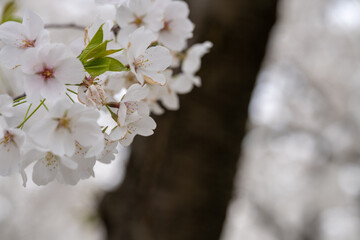 Cherry blossoms - Washington DC in selective focus