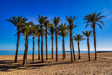 landscape on the beach in spain with palm trees