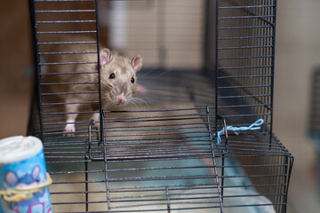 Domestic rat in a cage holds food with its paws and eats. A rodent with whiskers, a tail, and...