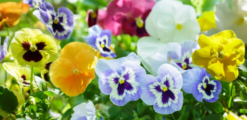 Colorful pansy or viola flowers blooming in a garden - 773422089
