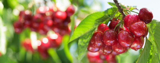 Ripe red cherries on tree in orchard garden - 773422217