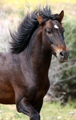 Obraz premium Wild Horse Running Across Meadow