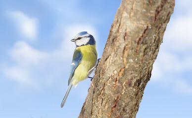 Little bird perching on tree on sky background. Blue tit. Parus caeruleus