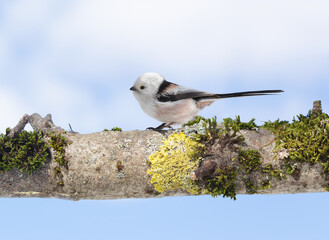 Little bird perching on tree on sky background. Long-tailed tit or bushtit. Aegithalos caudatus - 773422286