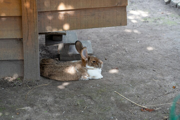 close-up of a young rabbit (Oryctolagus cuniculus) with brown and white fur glistening in the...