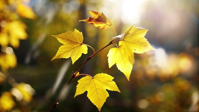 autumn leaves moving in the wind and illuminated by the sun