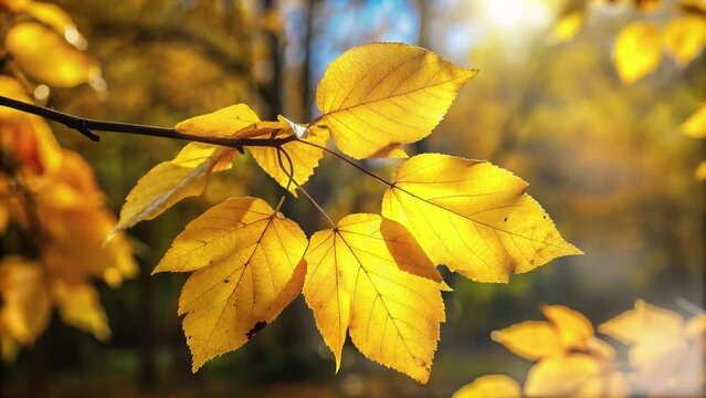 a sprig of yellow autumn leaves against a blurred background of trees and sunlight