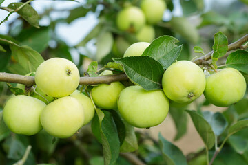 Fresh green apples on tree in a orchard garden. Apple tree