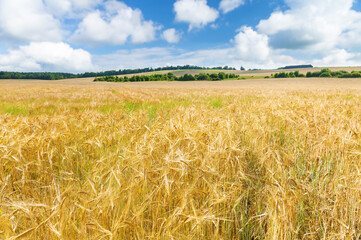 Ripening ears of barley in a field. Field of barley in a summer day. Rural landscape - 773422494