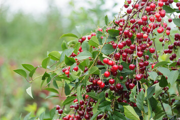 Branch of fresh red cherries on tree in orchard garden