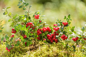 Bush of fresh wild ripe cowberry or lingonberry in a forest