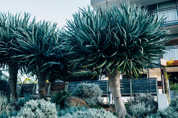 Dracaena draco dragon blood tree in modern front garden