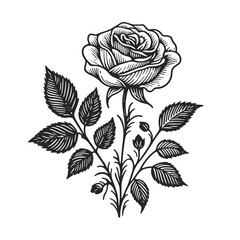 beautifully detailed engraved rose with buds and leaves, perfect for elegant themes sketch line art engraving generative ai vector illustration. Scratch board imitation. Black and white image.