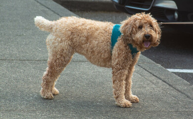 dog at the park