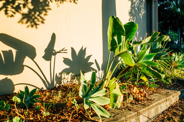 tropical Landscape ideas in the front yard 