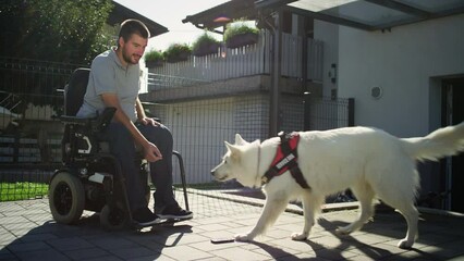 Service dog helping man in a wheelchair to pick up dropped mobile phone from the ground, handheld shot. Mobility assistance dogs concept.