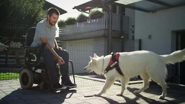 Service dog helping man in a wheelchair to pick up dropped mobile phone from the ground, handheld shot. Mobility assistance dogs concept.