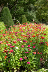 a border full of multi-coloured Aster flowers in spring bloom