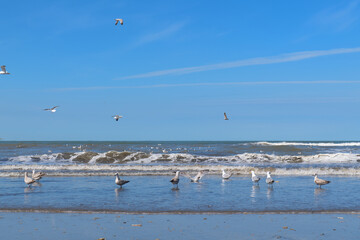 Seagulls at the beach - 773424667