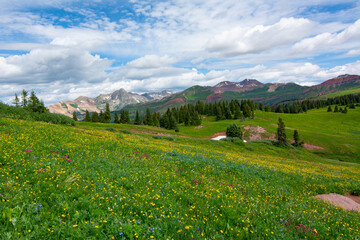 Wildflowers, San Juan Mountains, CO