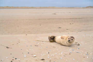 Seal at the beach - 773424854