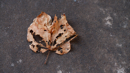 Dry leaf falls on the ground. One dry brown leaf on the cement floor. Close-up dead leaf texture during the winter season with nature and plant concept. Old concrete floor texture with copy space.