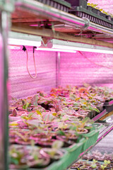 Growing flower seedlings indoors under full spectrum LED lighting. Plants are standing on shelves. 