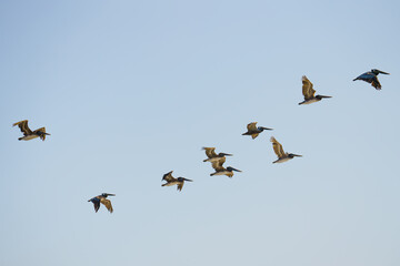 Flock of flying pelicans against clear blue sky background