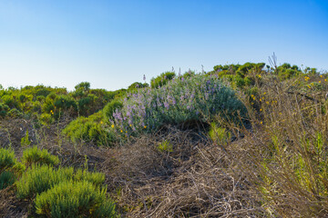 Wildflowers in bloom  in a desert area, and a clear blue sky