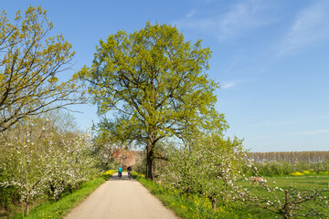 People cycle past the flowering fruit trees in the Betuwe.
