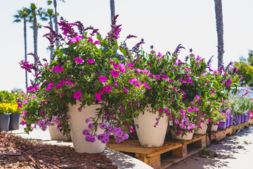 Variety of plants and flowers for sale at a garden nursery. Colorful petunias in flower pots close-up