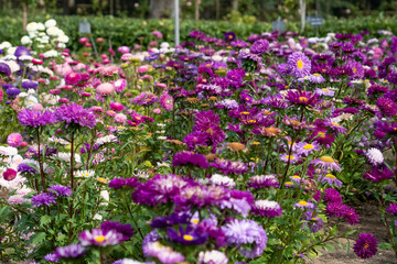 a border full of multi-coloured Aster flowers in spring bloom
