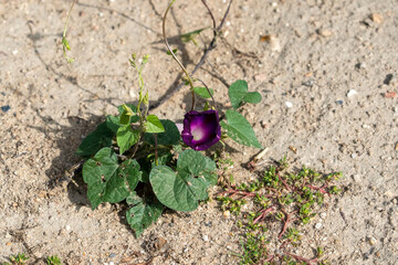 close-up of a morning glory, Ipomoea Purpurea (Grandpa Otts) rich purple crocus flower