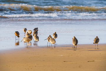 Flock of shorebirds on the beach at sunset. The marbled godwit birds close-up with beautiful ocean in the background, California