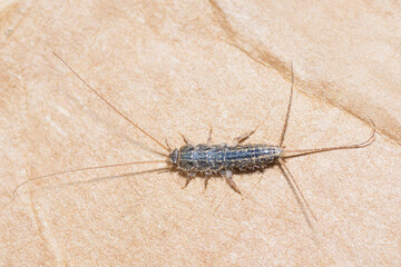 Selective focus on Long-Tailed Silverfish on cardboard, Ctenolepisma Longicaudatum