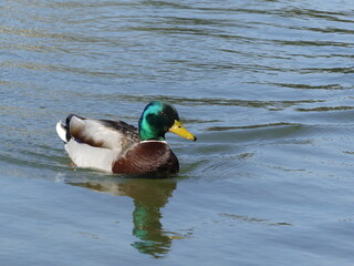 Obraz premium Canard colvert dans un lac